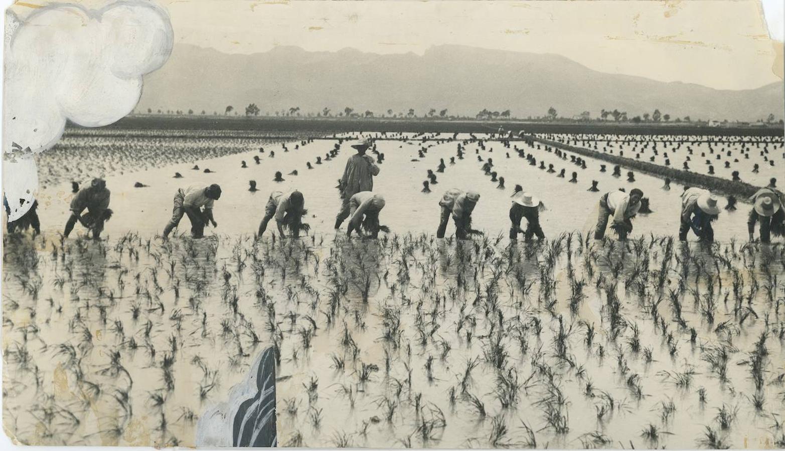 2. La Albufera de Valencia (Comunidad Valenciana), 1933. El cultivo del arroz.