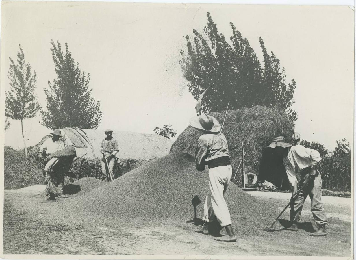 5. Aventado del arroz en la zona de La Albufera de Valencia en 1934