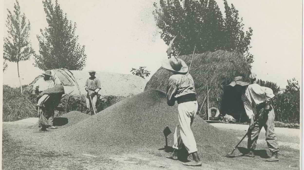 Diez fotografías antiguas sobre el cultivo del arroz en Valencia