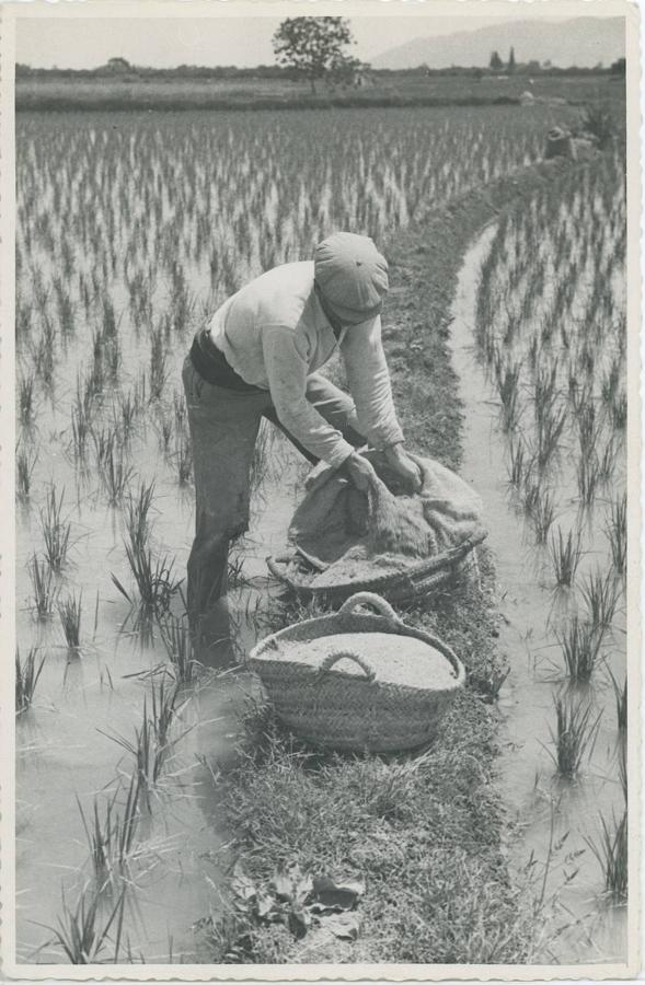 6. Tareas de abonado en los arrozales de La Albufera, en los años 60 del siglo pasado