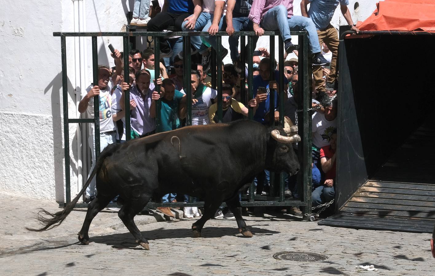 Fotos: Así ha sido la fiesta del Toro Embolao en Vejer