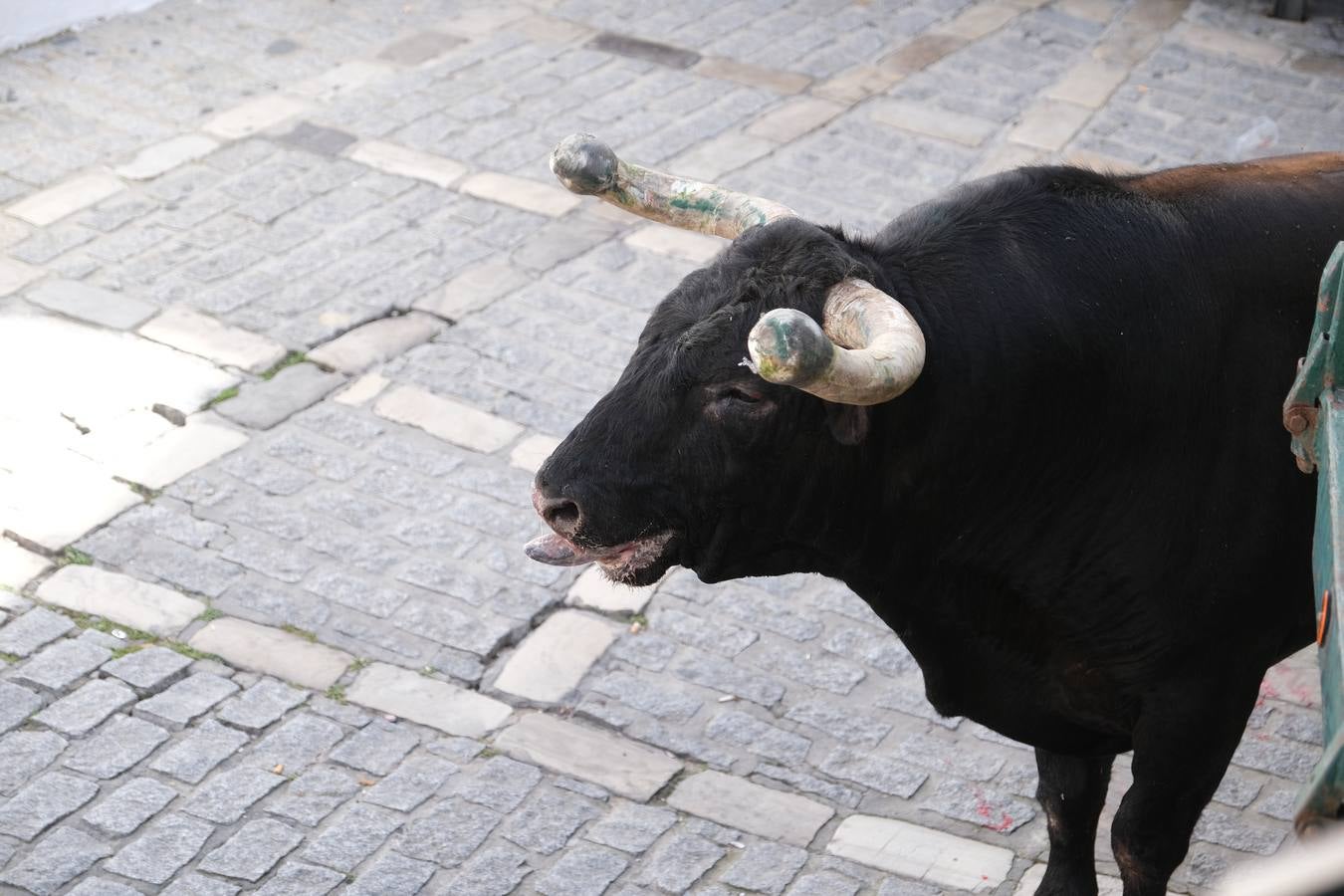 Fotos: Así ha sido la fiesta del Toro Embolao en Vejer