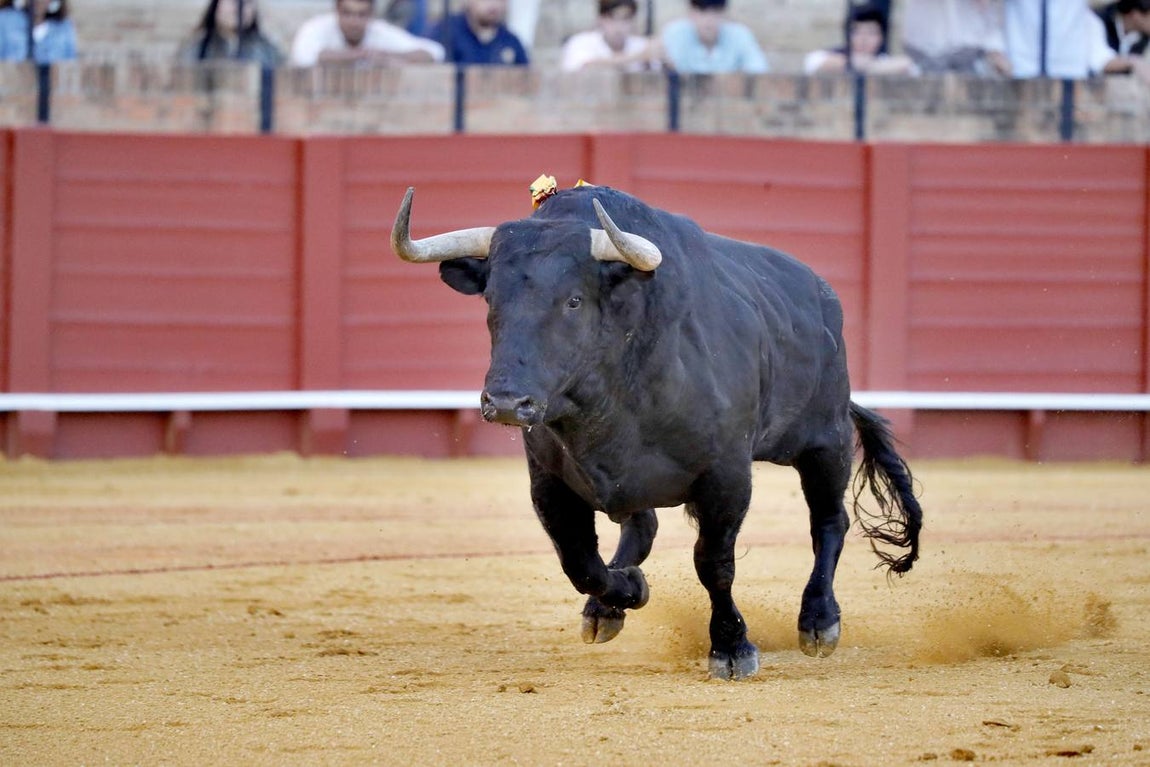 Corrida de toros de El Fandi, Perera y Luque en la plaza de toros de Sevilla en 2022. J.M. SERRANO