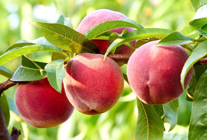 Melocotón. El melocotón es una fruta muy aromática, carnosa y deliciosa que puede comerse con piel bien lavado o sin ella. Ideal para tomar a mordiscos como una manzana, es muy utilizado para hacer compotas, mermeladas o postres pero también como acompañamiento en platos salados como carnes a la brasa o para aportar un contrapunto dulce a preparaciones como el ajoblanco. Es una fruta rica en fibra, agua, antioxidantes, betacarotenos y ácidos nicotínico, málico, patogénico y cítrico. Contiene vitaminas A, B1, B2, B6 y E así como minerales como azufre, calcio, cobre, fósforo, hierro, magnesio, manganeso y potasio.