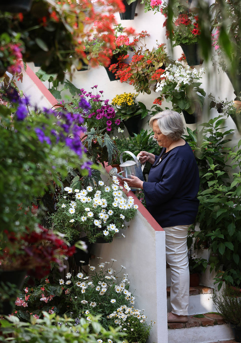 Los preparativos de los Patios de Córdoba, en imágenes