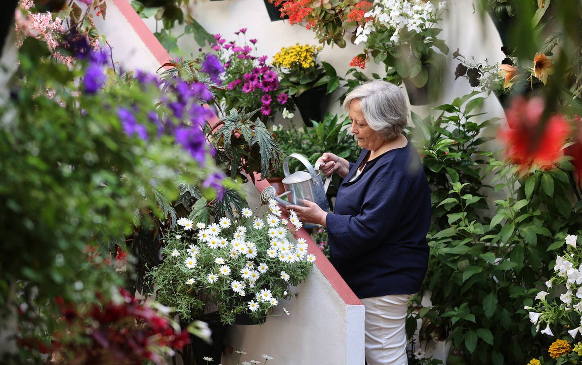 Los preparativos de los Patios de Córdoba, en imágenes