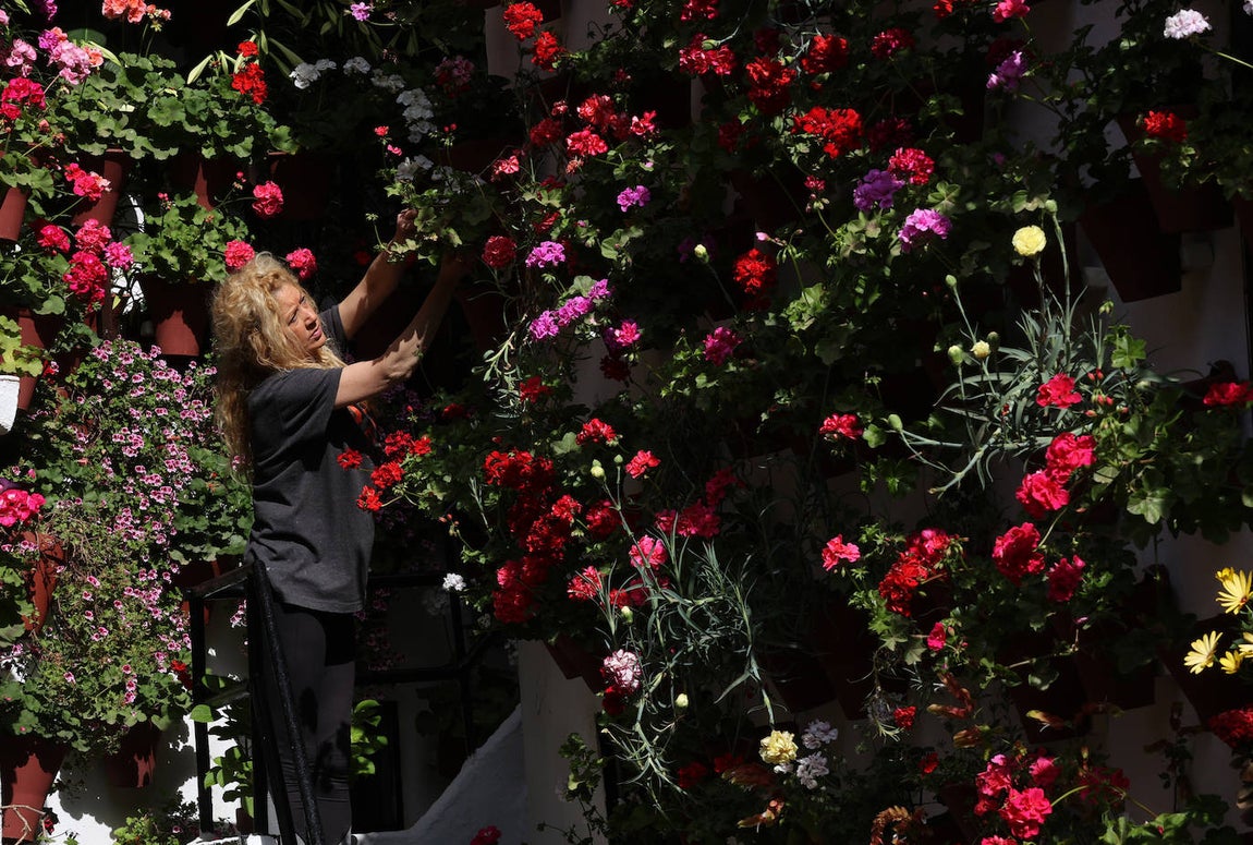Los preparativos de los Patios de Córdoba, en imágenes