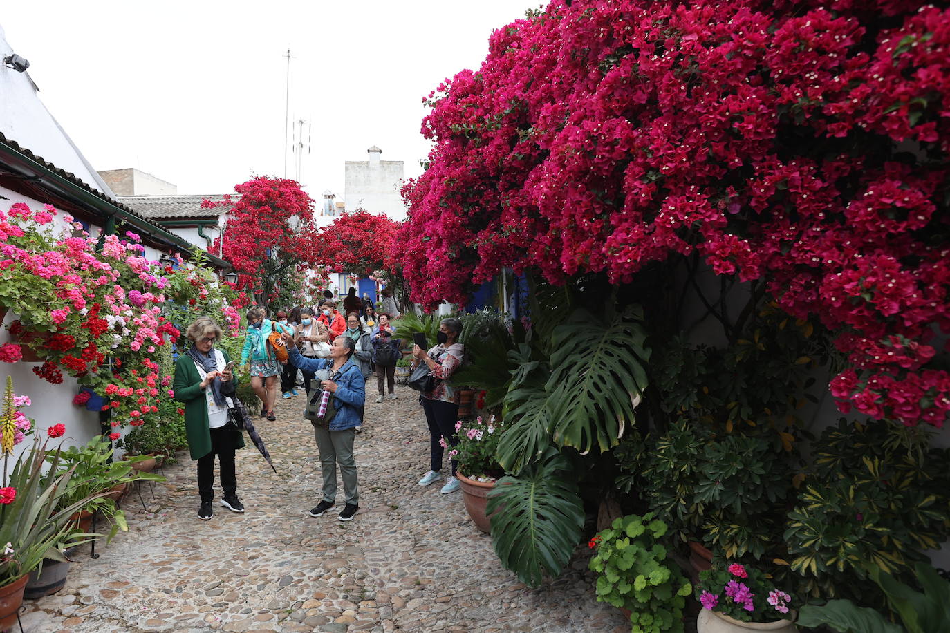 Patios de Córdoba 2022 | La ruta de Santa Marina y San Agustín, en imágenes