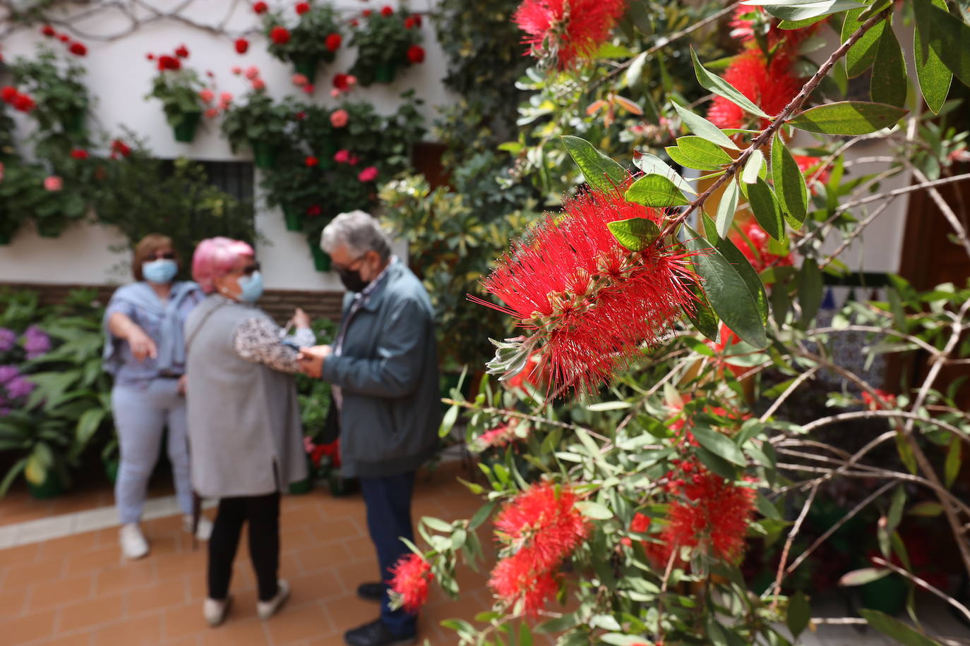 Patios de Córdoba 2022 | La ruta de Santa Marina y San Agustín, en imágenes