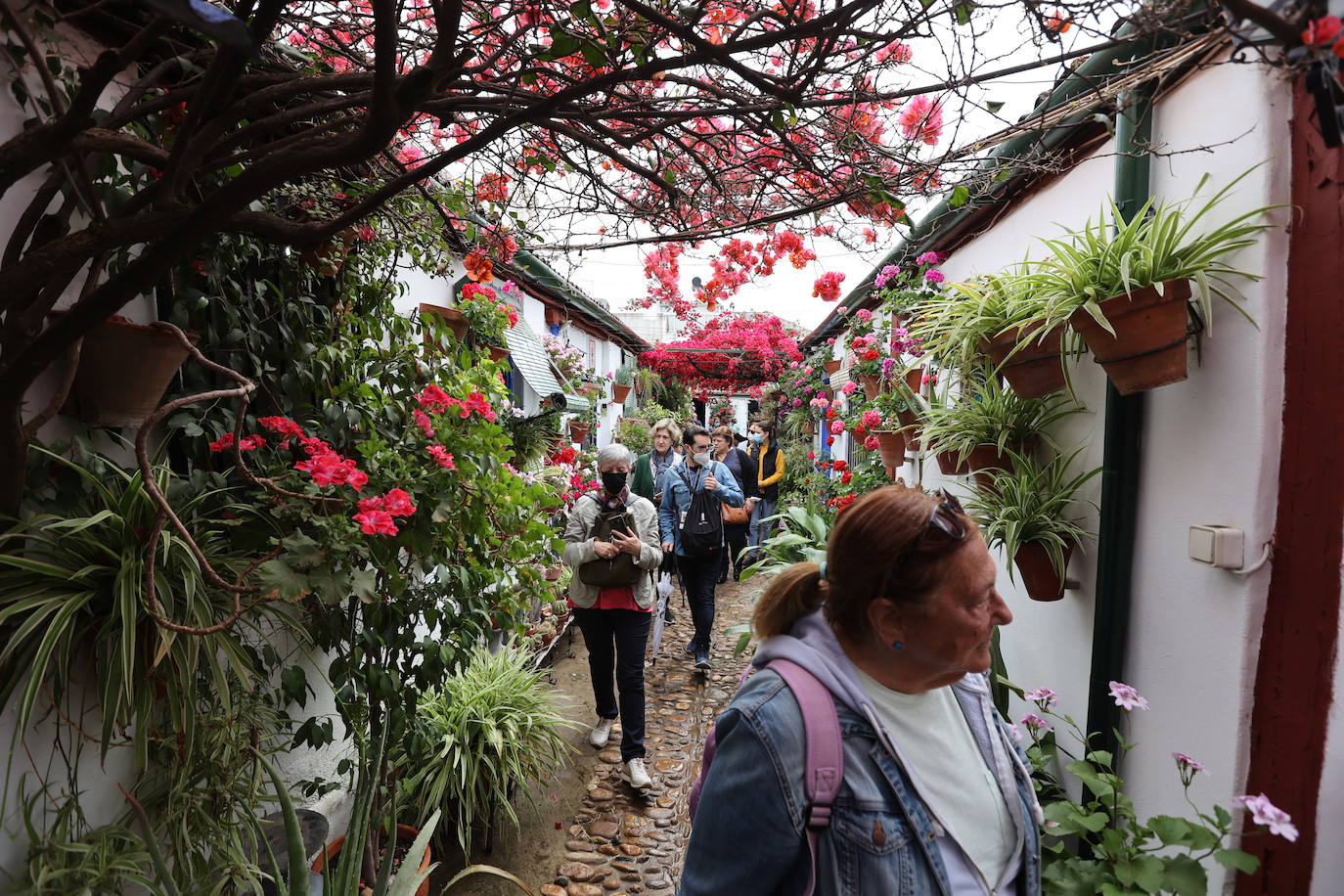 Patios de Córdoba 2022 | La ruta de Santa Marina y San Agustín, en imágenes