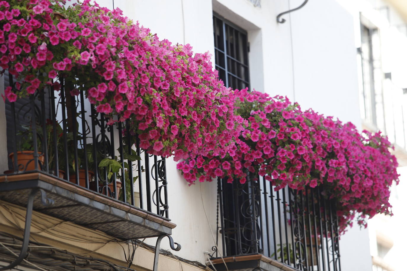 Patios de Córdoba 2022 | El concurso de Rejas y Balcones, en imágenes