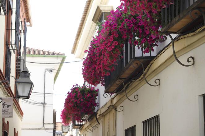 Patios de Córdoba 2022 | Rejas y balcones, cuando el color y las flores esperan en la calle