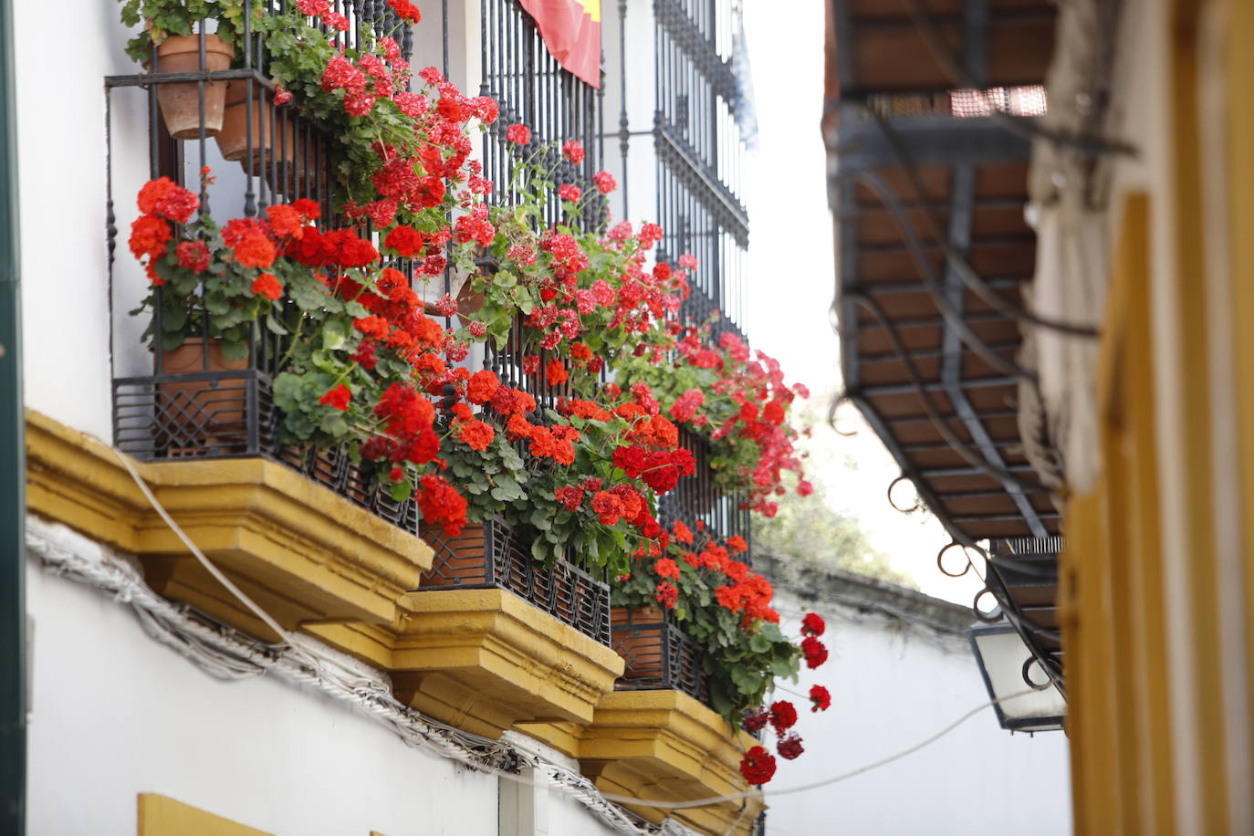 Patios de Córdoba 2022 | El concurso de Rejas y Balcones, en imágenes