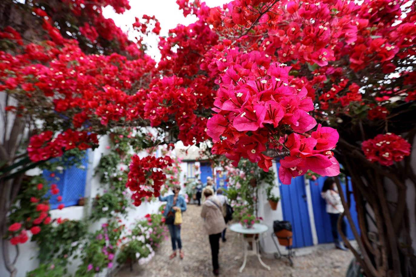 Patios de Córdoba 2022 | Las mejores imágenes de los recintos ganadores