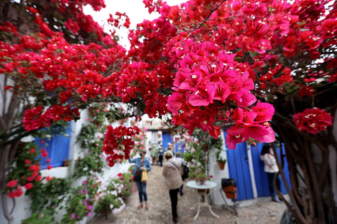 Patios de Córdoba 2022 | Las mejores imágenes de los recintos ganadores