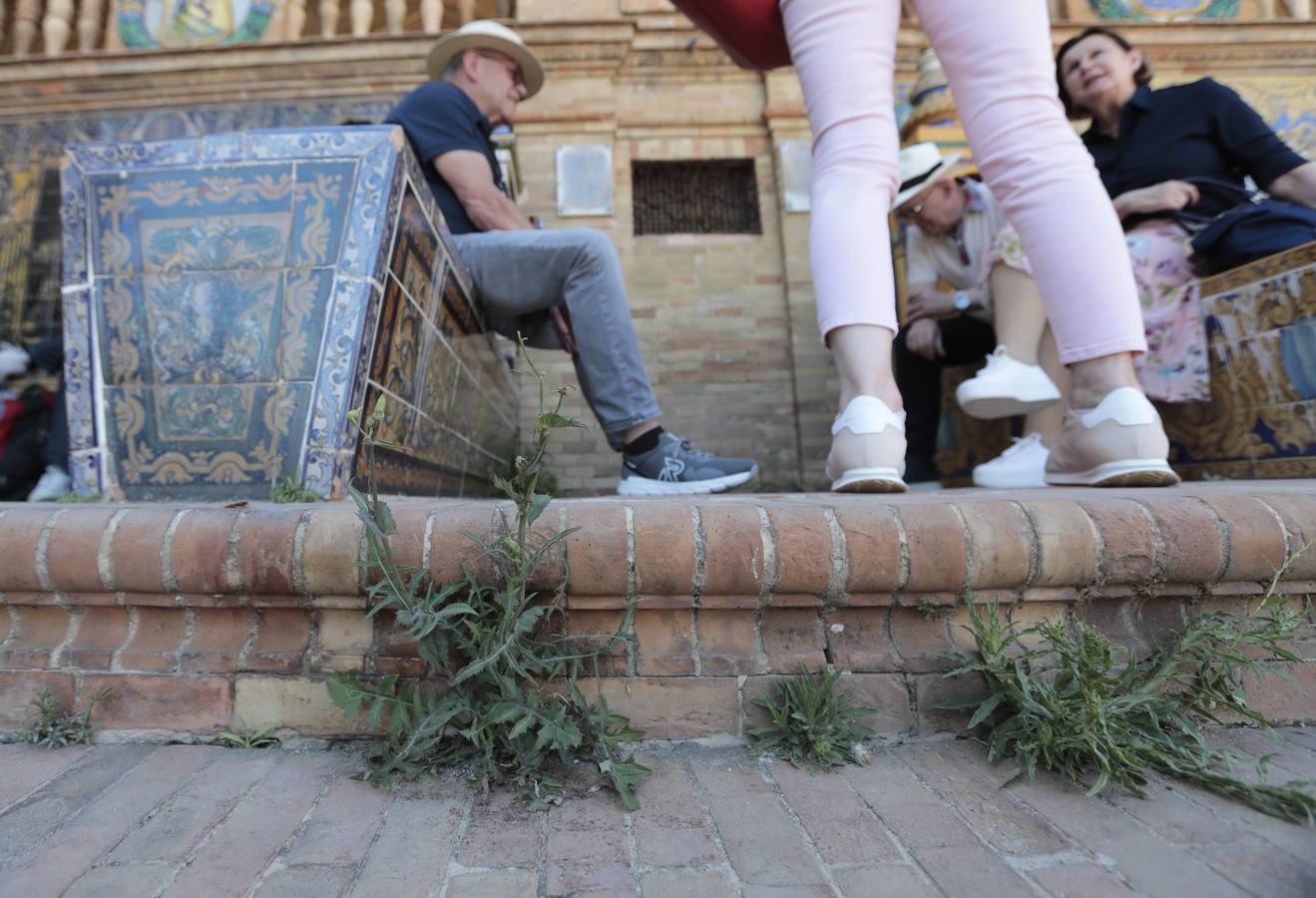 La maleza abunda en las principales zonas turísticas de la ciudad. RAÚL DOBLADO