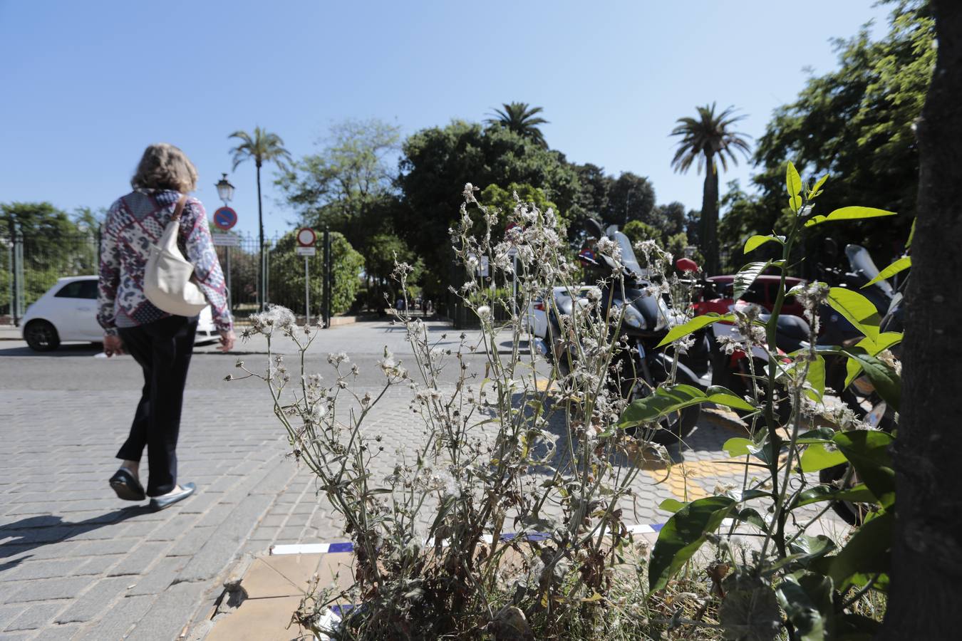 La maleza abunda en las principales zonas turísticas de la ciudad. RAÚL DOBLADO