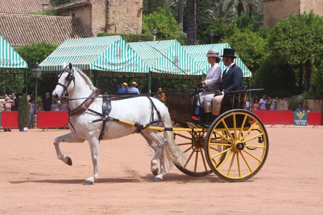 La VIII Exhibición de Carruajes de Tradición de Córdoba, en imágenes