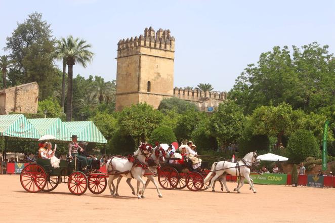 La VIII Exhibición de Carruajes de Tradición de Córdoba, en imágenes