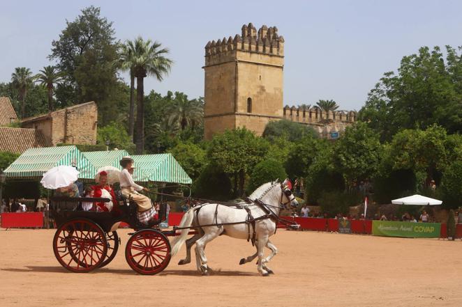 La VIII Exhibición de Carruajes de Tradición de Córdoba, en imágenes