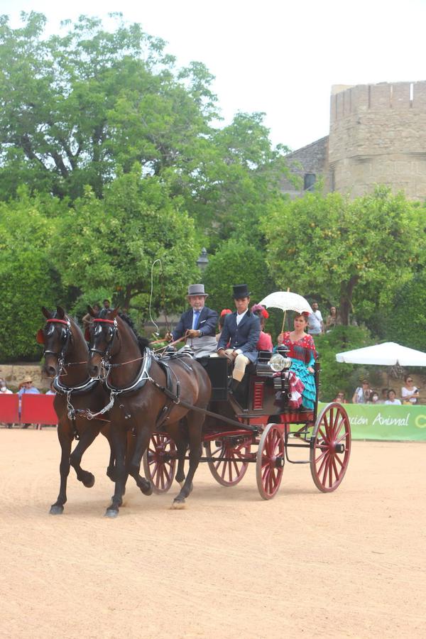 La VIII Exhibición de Carruajes de Tradición de Córdoba, en imágenes