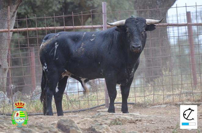 Así son los novillos que serán lidiados en la fase clasificatoria del VIII Certamen Alfarero de Plata 2022