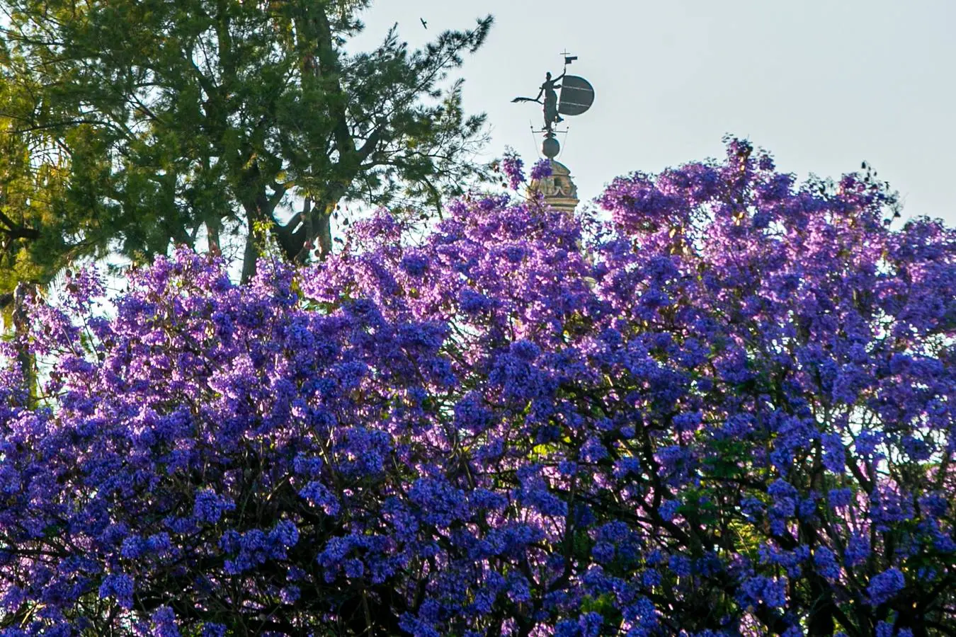 Paseo por las jacarandas en flor de Sevilla