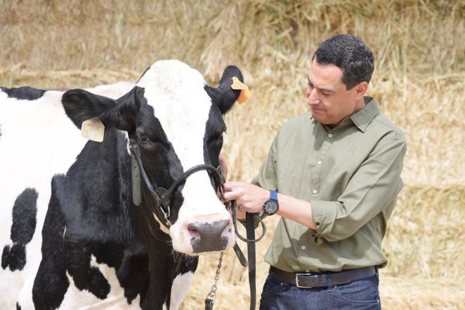 El reencuentro de Juanma Moreno con su vaca &#039;talismán&#039; en Añora, en imágenes