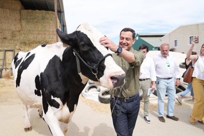 El reencuentro de Juanma Moreno con su vaca &#039;talismán&#039; en Añora, en imágenes