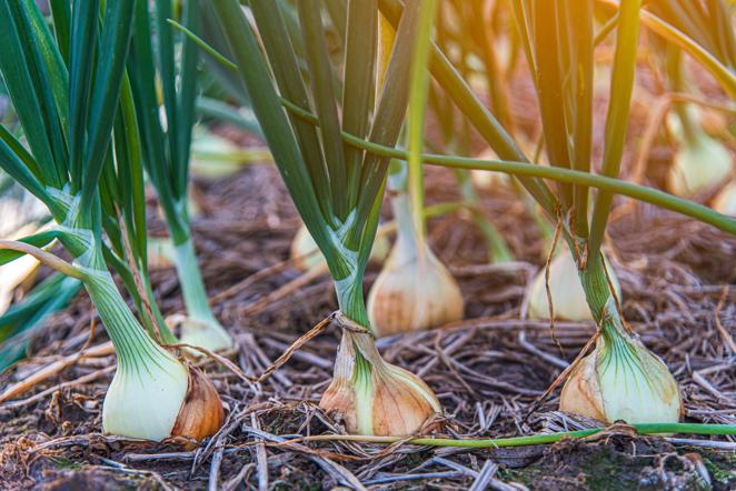 Cebolla. La <a href="https://www.abc.es/bienestar/alimentacion/abci-cebollas-hacen-llorar-y-como-evitarlo-202002250212_noticia.html">cebolla </a>es rica en minerales y oligoelementos (calcio, magnesio, cloro, cobalto, cobre, hierro, fósforo, yodo, níquel, potasio, silicio, cinc, azufre y bromo); y en vitaminas (A, B, C y E). Destaca también por su aporte de glucoquinina, una sustancia que baja el azúcar en sangre. Para aprovechar al máximo sus beneficios es mejor consumirla cruda.