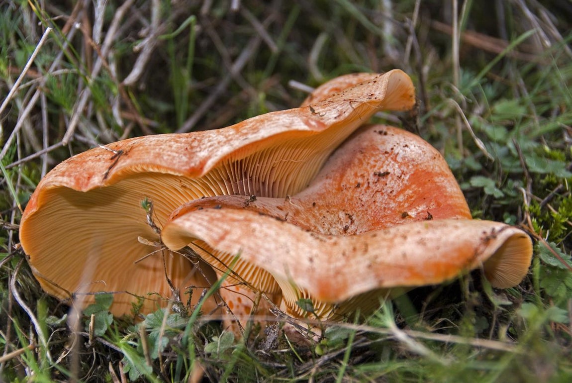 Níscalo. 100 gramos de níscalos aporta 14 kcal.