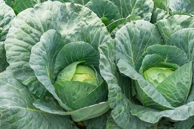 Col. Nunca lo hubiéramos imaginado, pero además de ser un alimento muy saludable, las <a href="https://www.abc.es/bienestar/alimentacion/recetas-saludables/abci-delicioso-plato-para-aprovechar-beneficios-coles-bruselas-201912110157_noticia.html" target="_blank">coles </a>son una principal fuente de calcio. «Lleva más<a href="https://www.abc.es/bienestar/alimentacion/abci-alimentos-mas-vitamina-no-imaginas-201912010344_noticia.html" target="_blank"> vitamina C</a> que la <a href="https://www.abc.es/bienestar/alimentacion/abci-naranja-201911251834_noticia.html" target="_blank">naranja </a>y más calcio que la leche», explican los expertos de Soy de temporada.