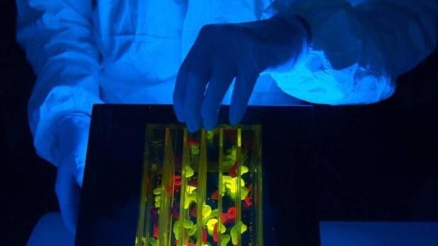 La oruga de la col, el insecto que puede marcar la diferencia en la lucha contra el Covid