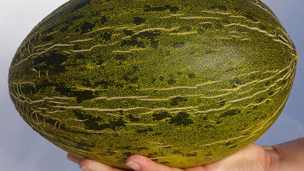 Melón
