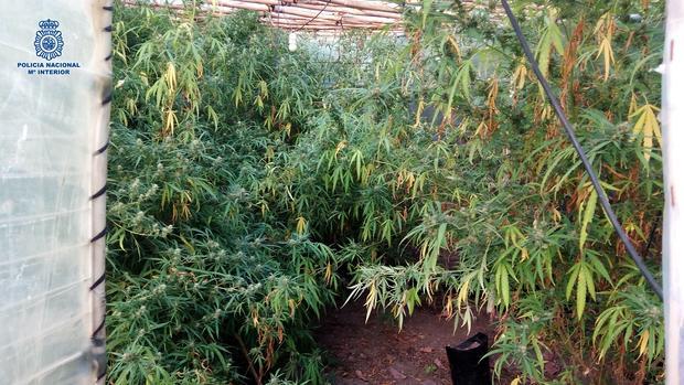 Detenido el dueño de un invernadero con 60 plantas de marihuana en Frigiliana