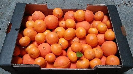 Naranjas de Palma del Río