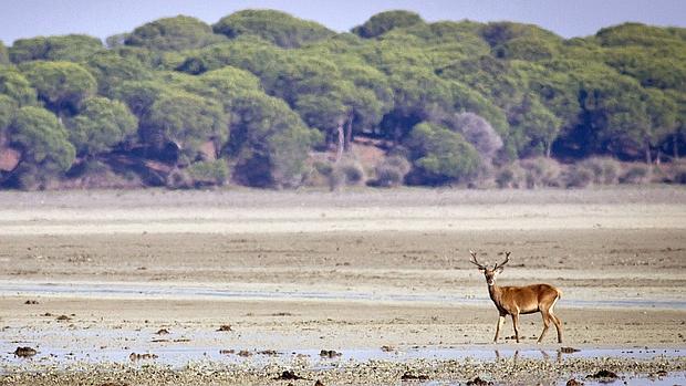 Parque Nacional de Doñana