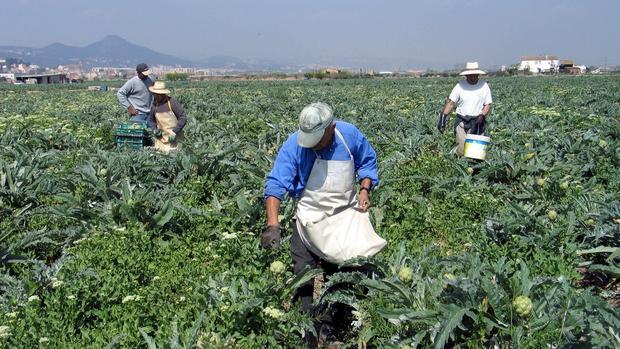 Agricultores en un campo de cultivo