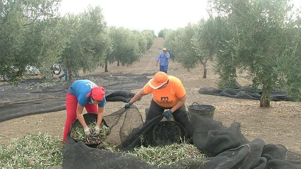 Recogida de la aceituna en Córdoba