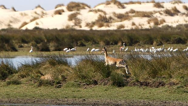 Imagen típica de Doñana