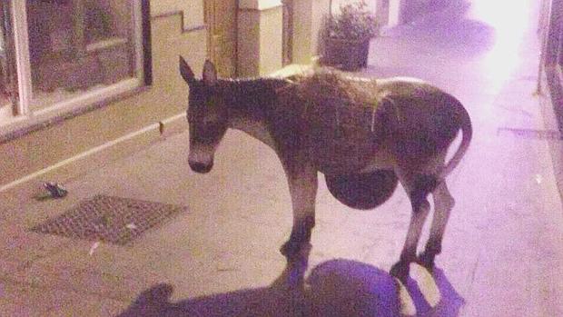 Borriquita del Belén Municipal que apareción en la calle Parrillas de Cabra