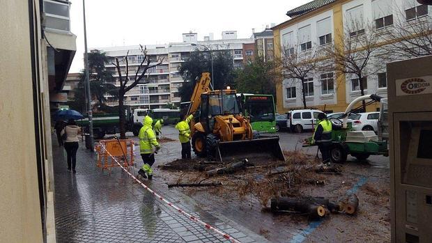 Tala de árboles en la plaza de Colón