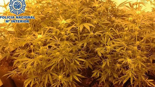 Plantas de marihuana intervenida en la vivienda