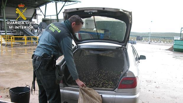 Aceitunas recuperadas por la Guardia Civil