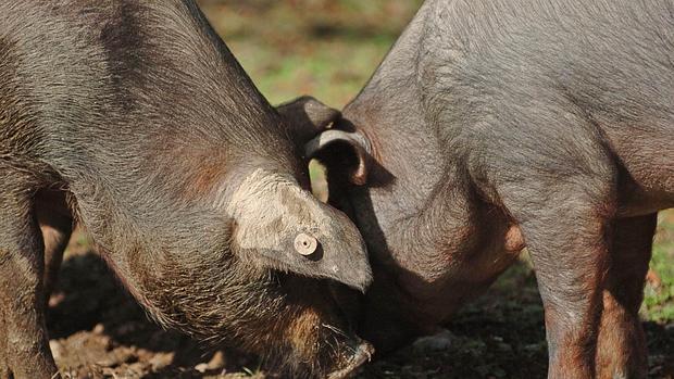 Dos ejemplares de una ganadería de Los Pedroches