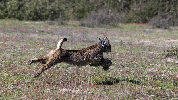 Muere atropellado un lince ibérico en la A-473 en Sevilla, el quinto de 2016