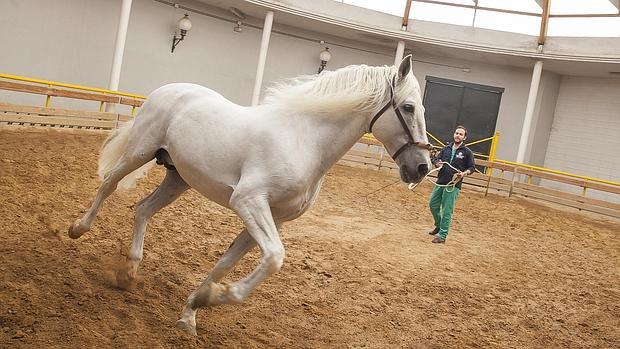 Uno de los caballos en el Hospital Clínico Veterinario de Rabanales