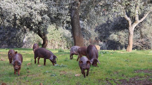 Cerdos ibéricos en plena dehesa cordobesa