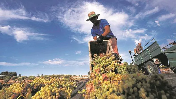 Recolección de la uva en los viñedos de Montilla-Moriles en la pasada campaña