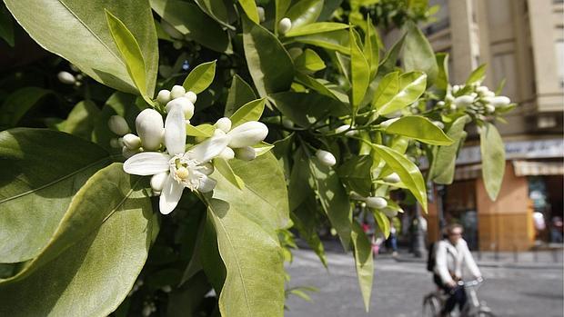 Naranjo florecido en una calle de Córdoba